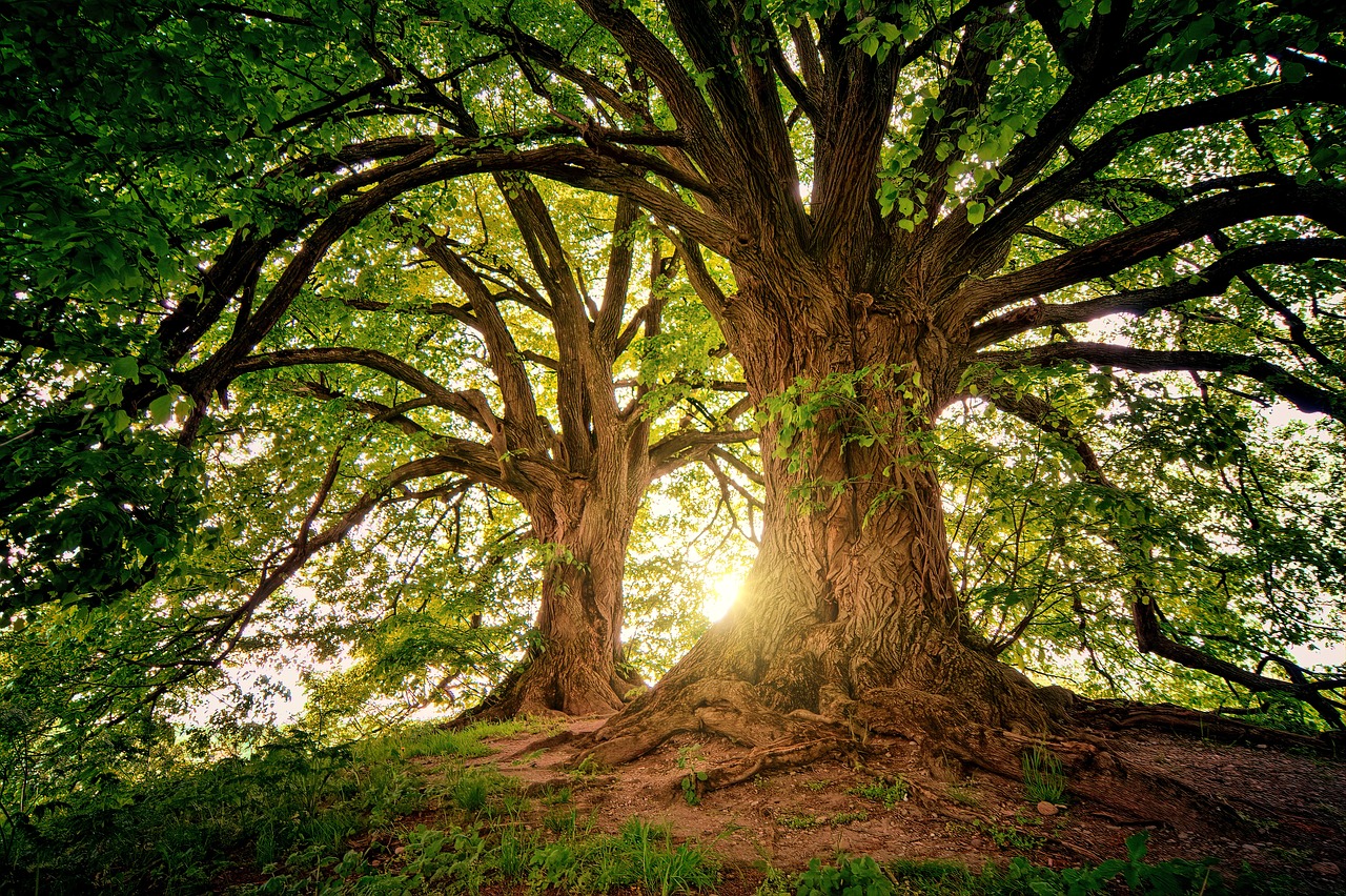 trees, wilderness, nature, woods, sunlight, landscape, branches, sunbeam, outdoors, forest, trees, trees, nature, nature, nature, nature, nature, forest, forest, forest, forest